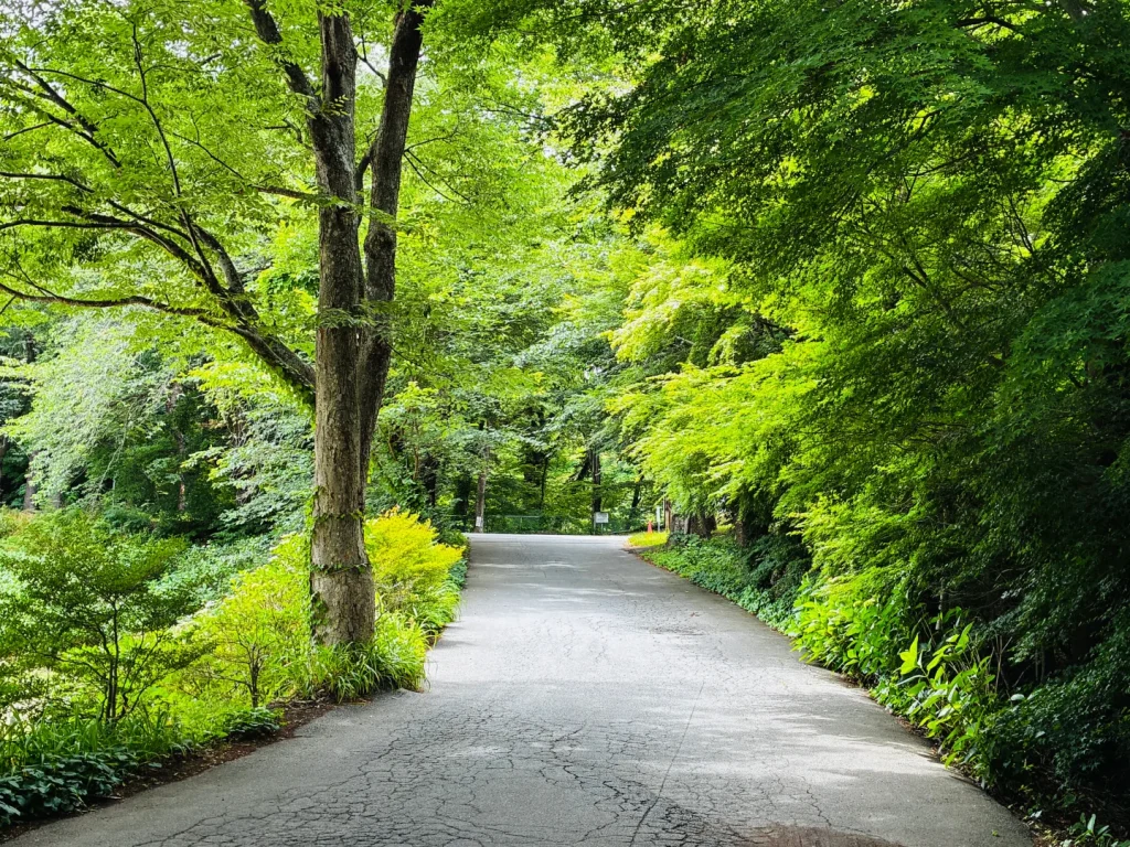 長野県小諸市・懐古園の第2駐車場から小山敬三美術館へ続く新緑の散策路