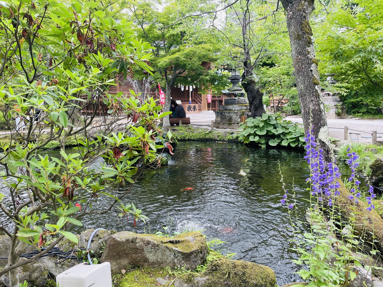 懐古園内の池の全景。奥に懐古神社の社殿や灯籠が見え、鯉が泳ぐ初夏の景色