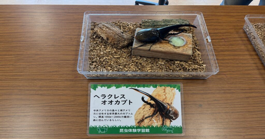 ヘラクレスオオカブトの展示コーナー