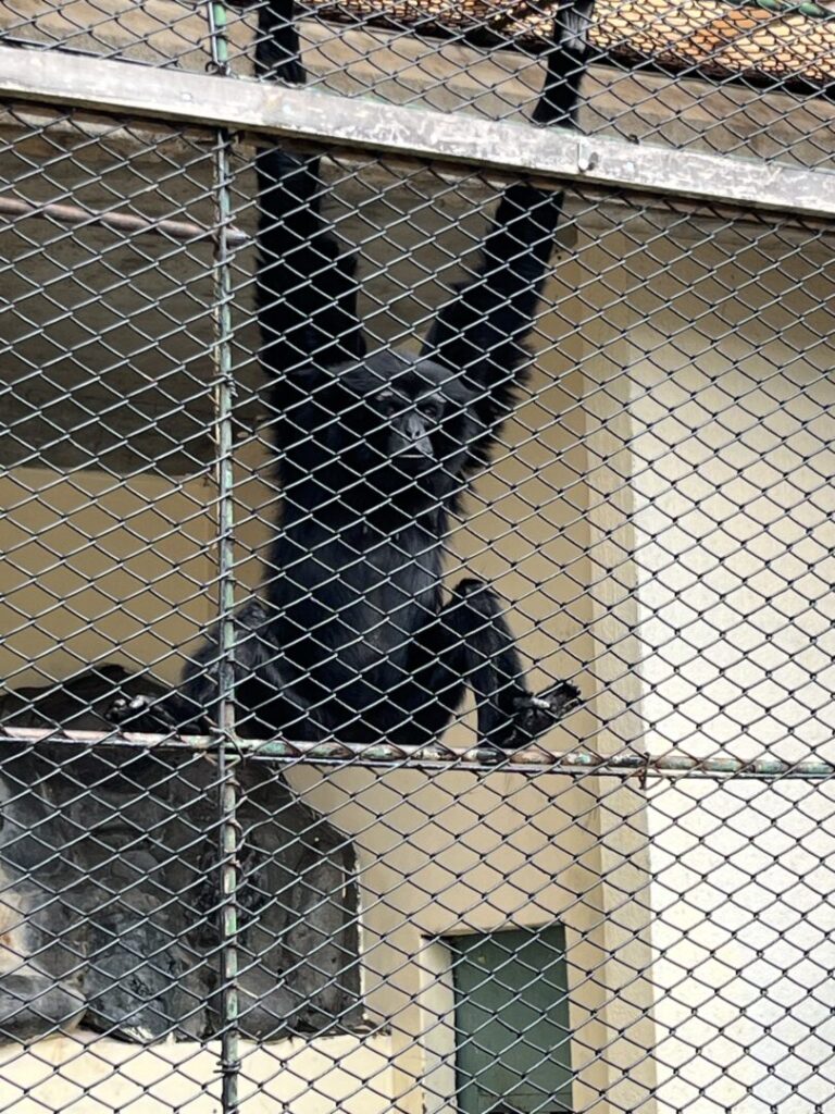 鳴き声をまねすると返してくれた小諸市動物園の動物
