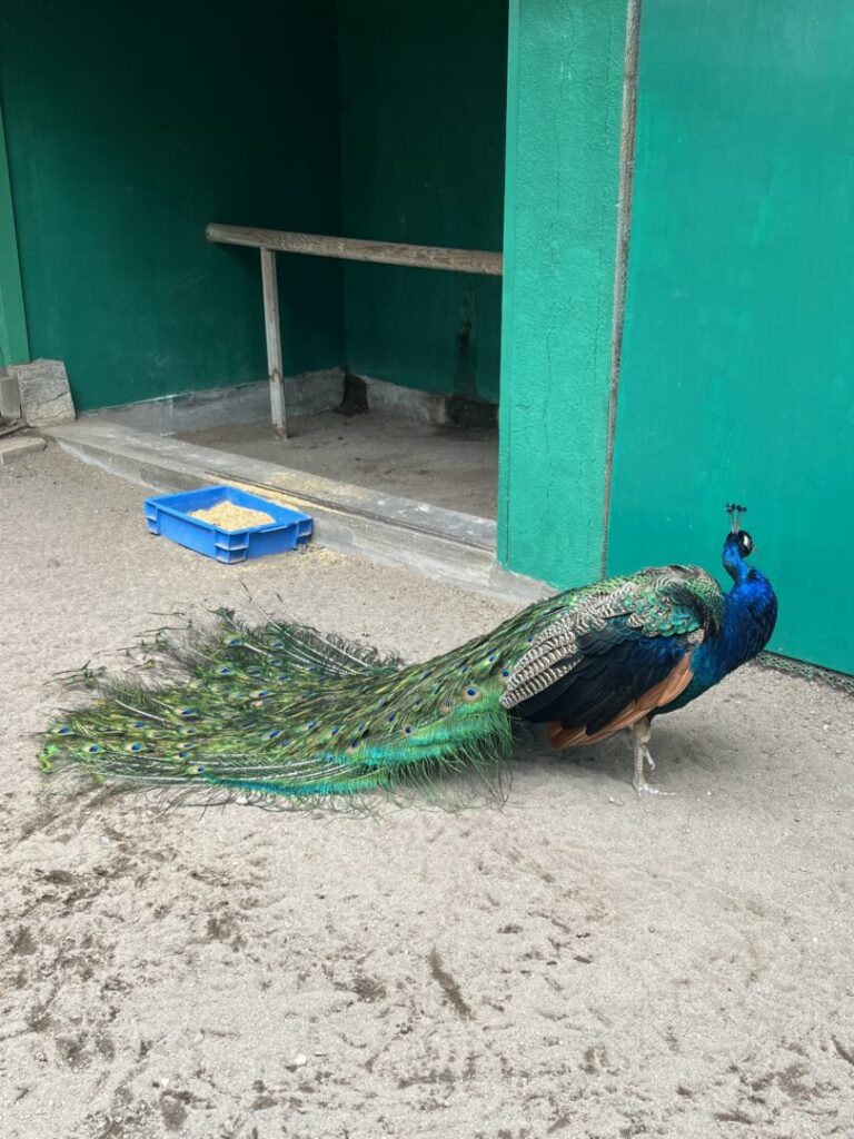 小諸市動物園のクジャク