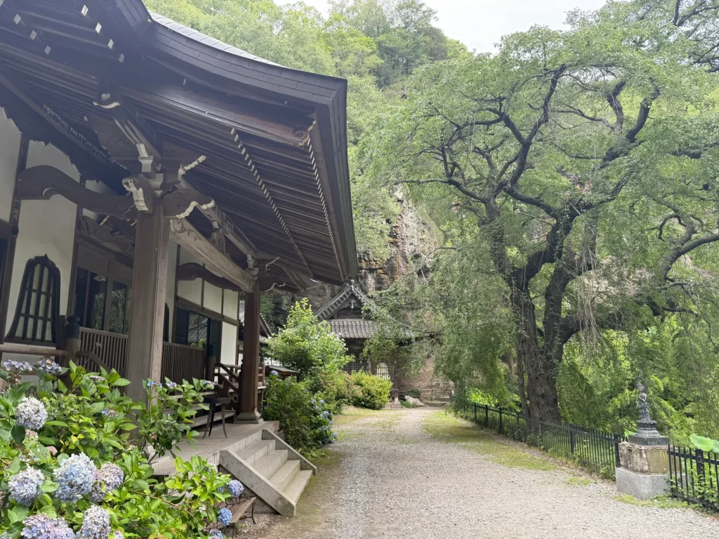 布引観音の境内。右手に青葉のしだれ桜の大木