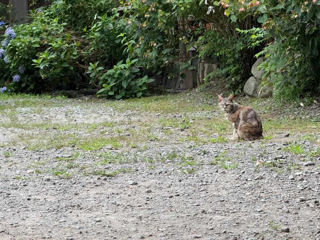 布引観音の境内で紫陽花を背に座る看板猫