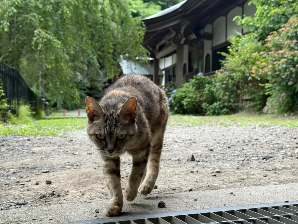 【小諸】布引観音の猫がかわいすぎた。ただし参道は本気の山道です