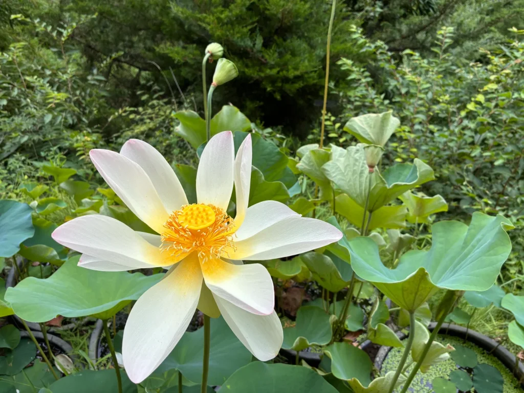 布引観音の境内の池に咲く白い蓮の花