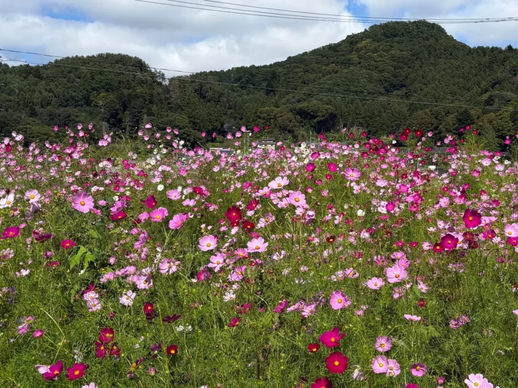ピンクや白のコスモスが一面に咲き、奥の家並みと山まで続く満開のコスモス畑
