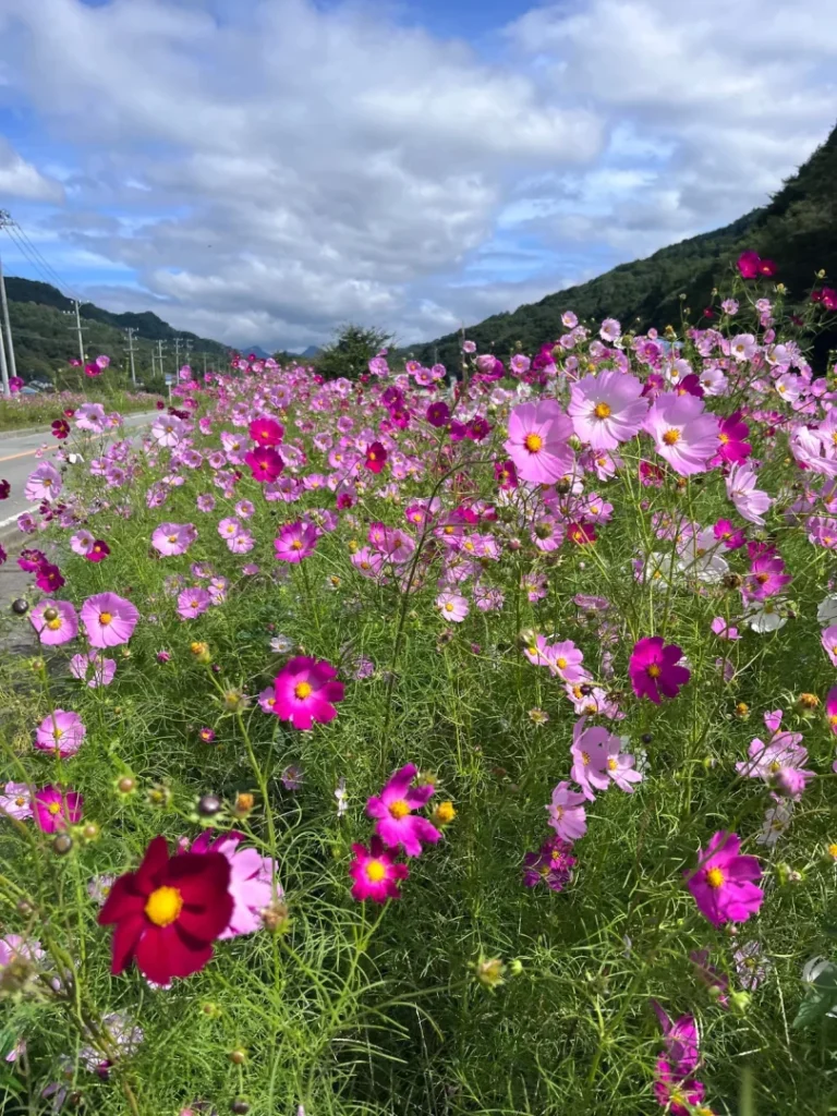 青空に向かって伸びる、白やピンク、濃いピンクのコスモスの花