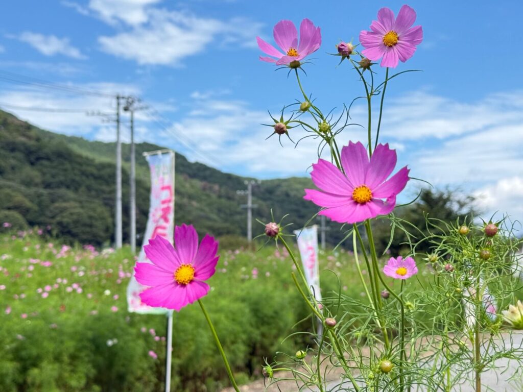 青空の下、山を背にして咲くピンクのコスモス。奥にのぼり旗と、まだ緑の多いコスモス畑