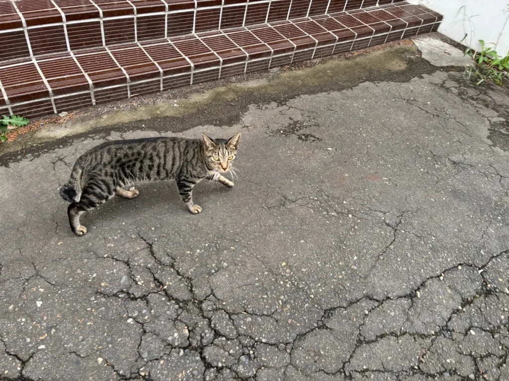 体育館の外を歩くキジトラの猫