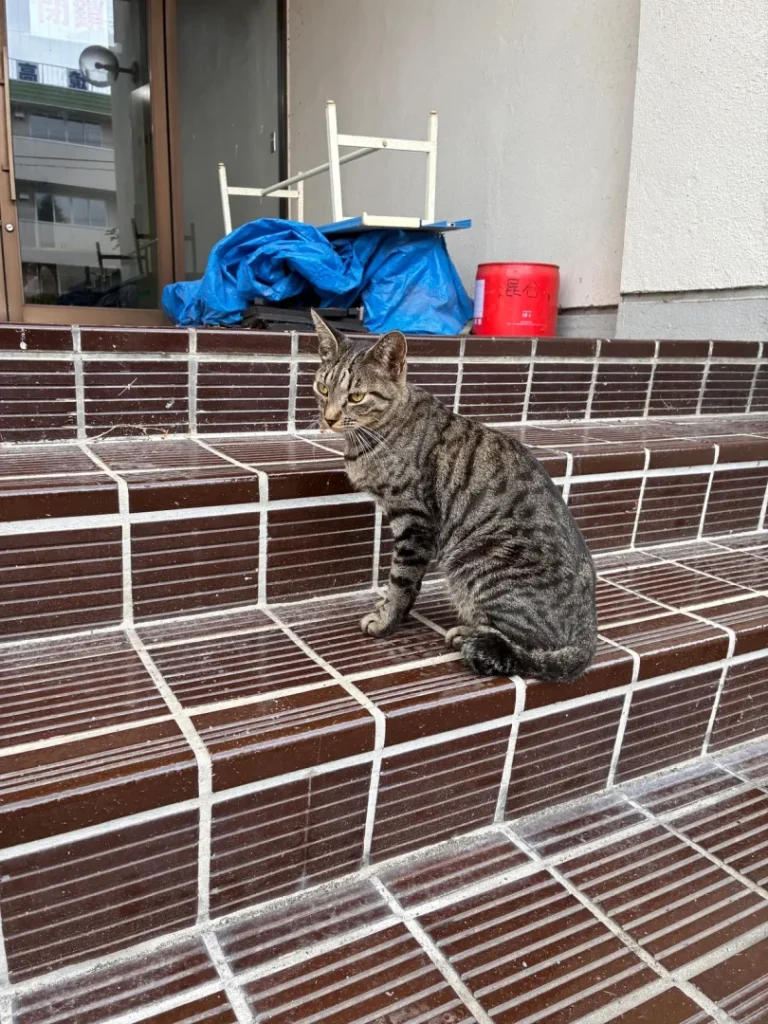 体育館の外の階段に座るキジトラの猫