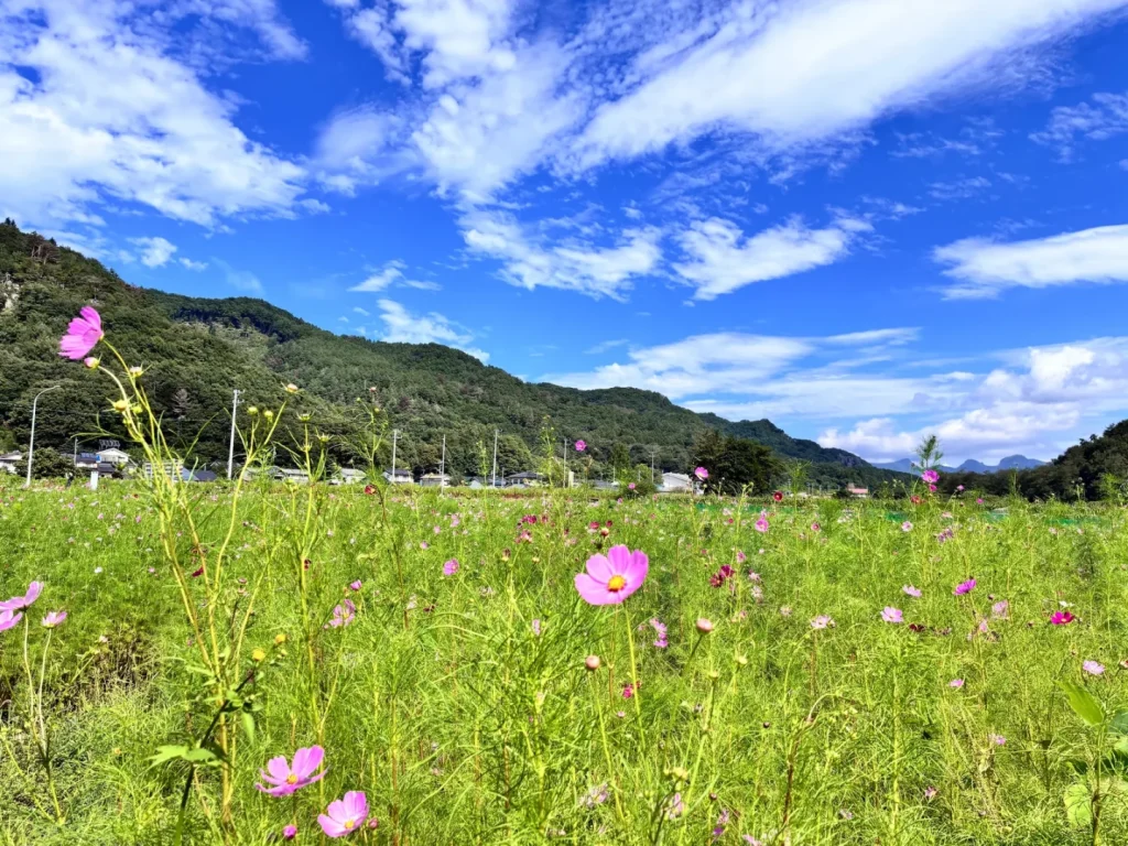 緑の葉が目立ち、花がぽつぽつと咲いている9月2日のコスモス畑