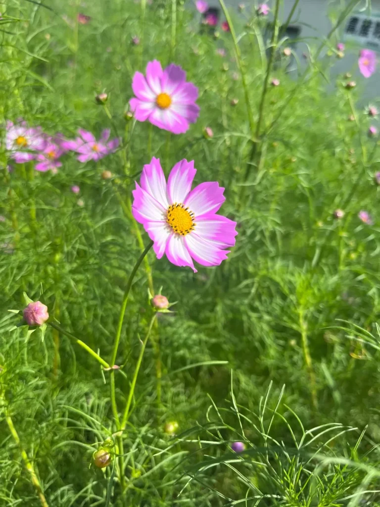 花びらの内側が白く、外側がピンクのコスモスのアップ