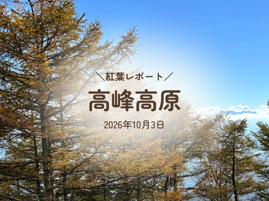【2026年10月】高峰高原の紅葉の見頃は？10/3は色づき始めでした