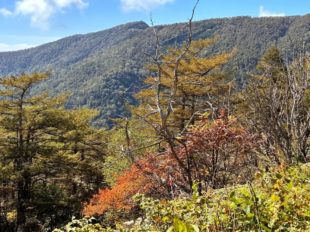 奥に緑の山並み。手前の枯れ木の下に、赤とオレンジに色づいた低木