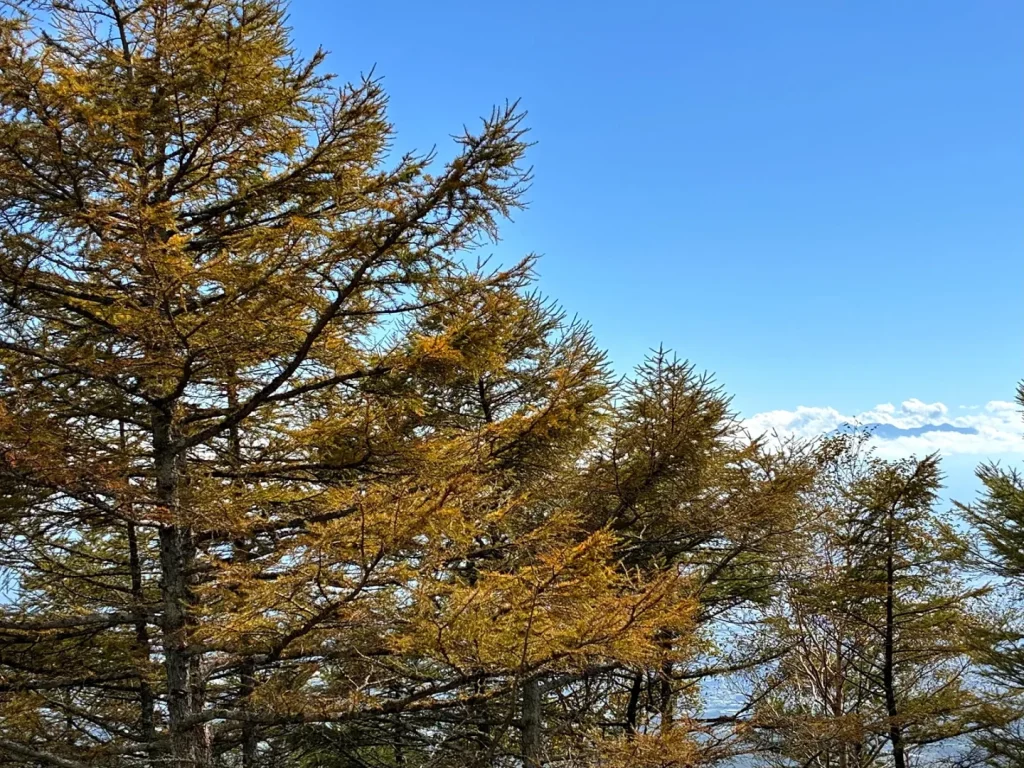 青空の下、黄色く色づき始めたカラマツ。木々の向こうに雲海と遠くの山並み
