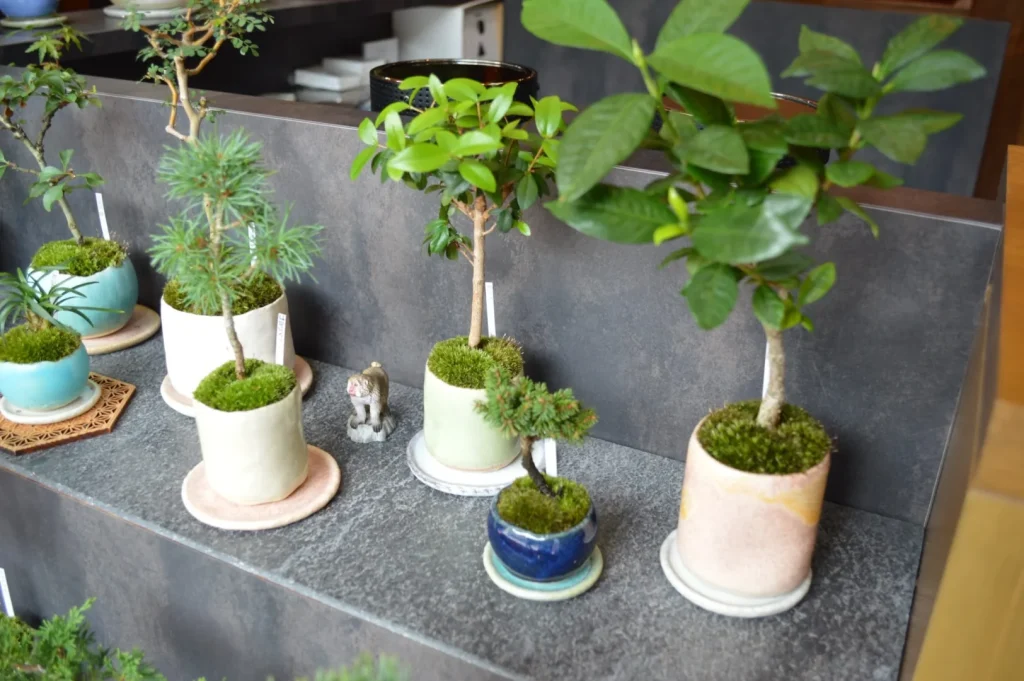 彩本堂の店内の棚にずらりと並ぶ、色とりどりの鉢に植えられた小さな盆栽