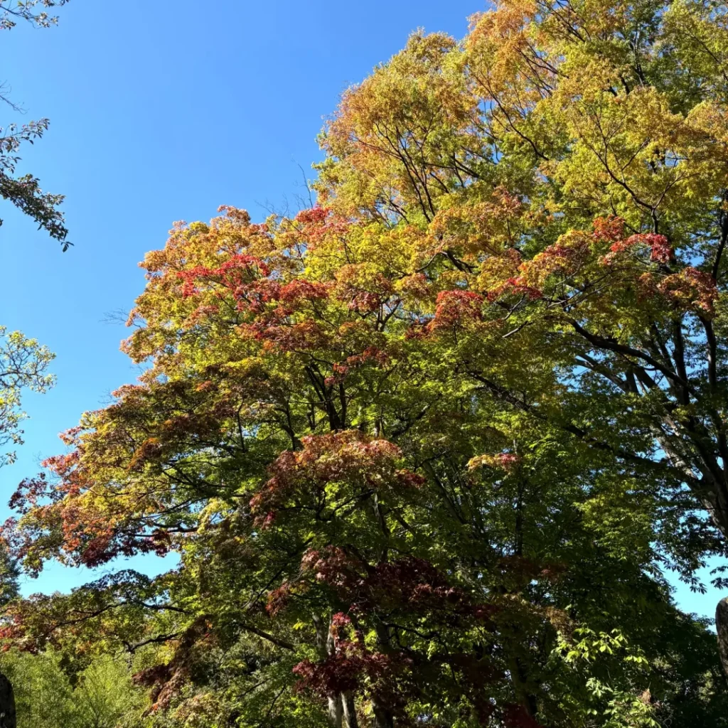 青空を背にした大きな木。上のほうはオレンジや赤、下のほうはまだ緑