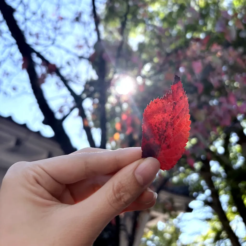 指でつまんだ真っ赤な落ち葉。うしろから日の光